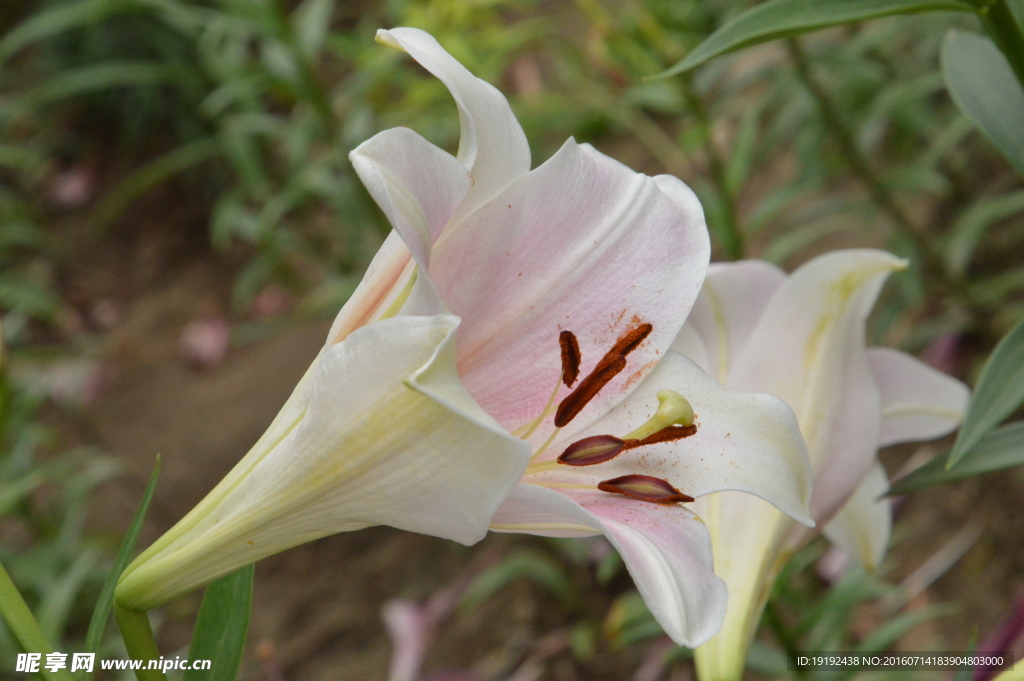 百合花