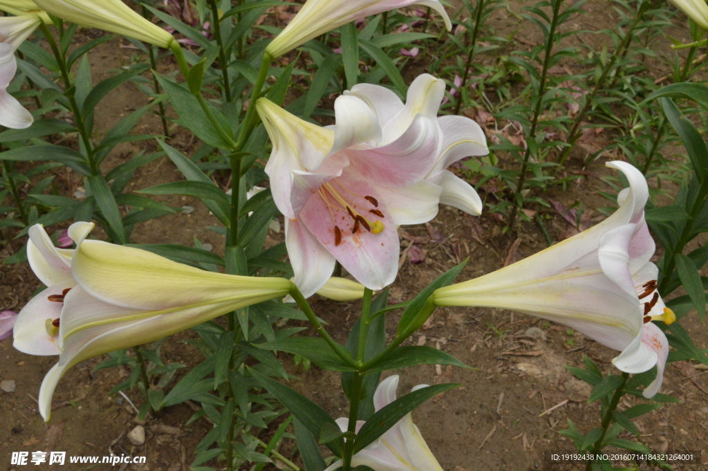 百合花