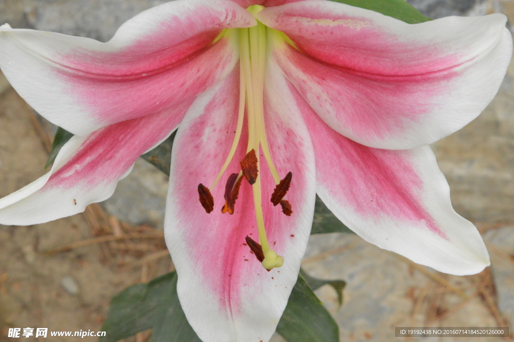 百合花