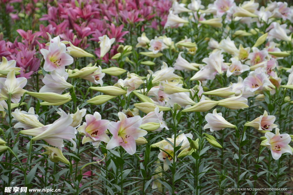 百合花