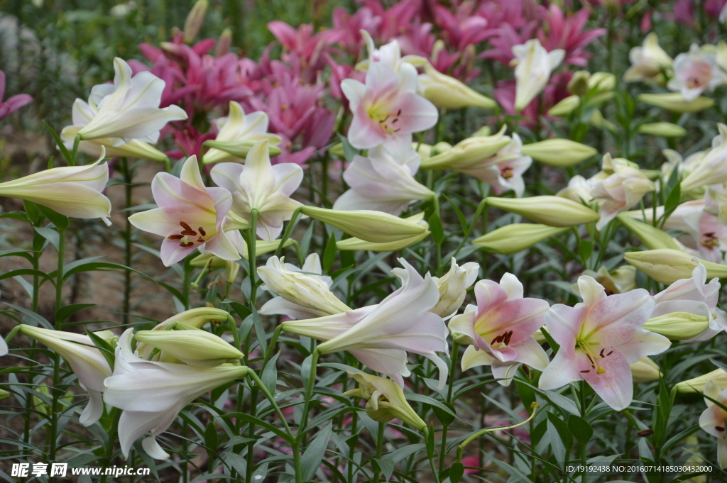 百合花