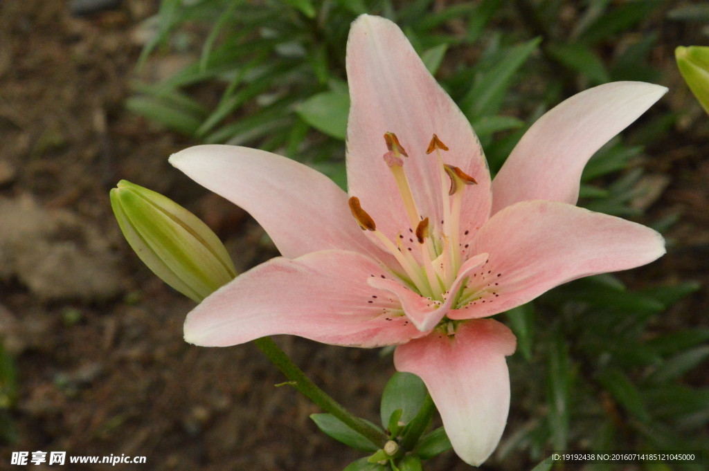 百合花