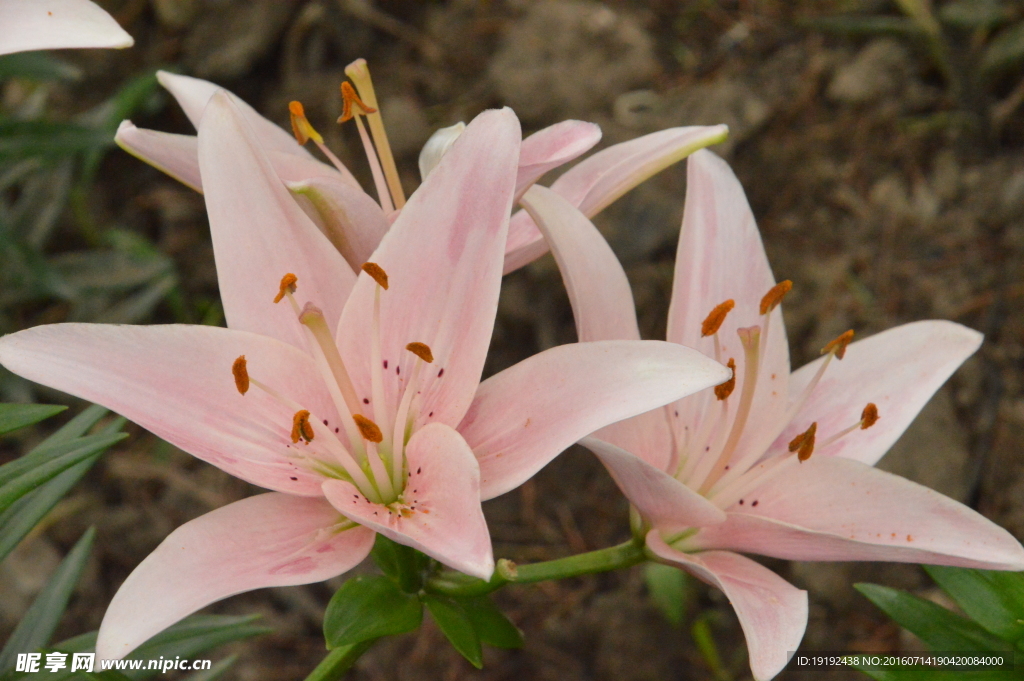 百合花