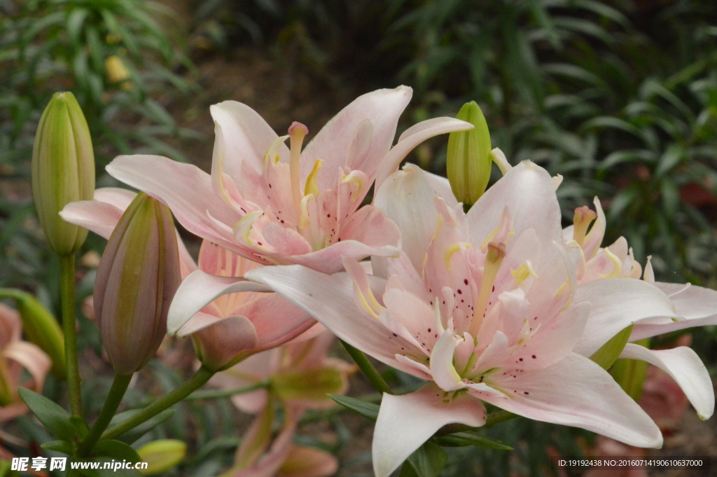 百合花