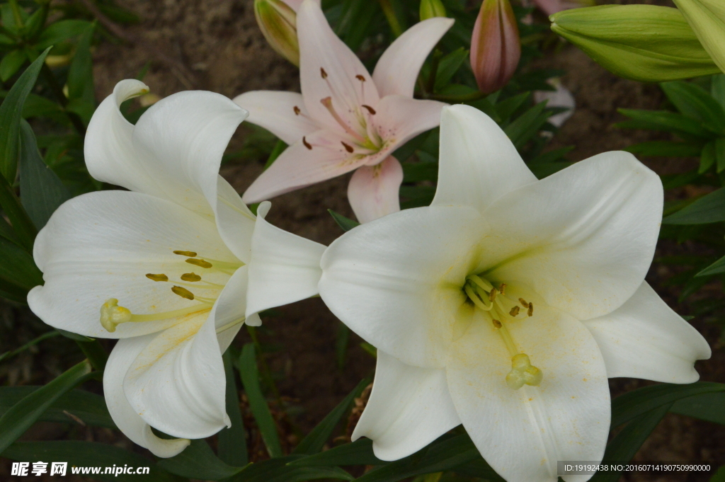 百合花