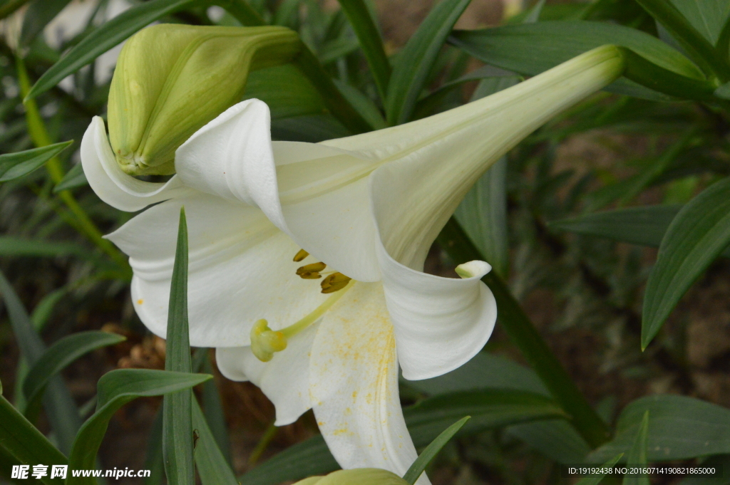 百合花
