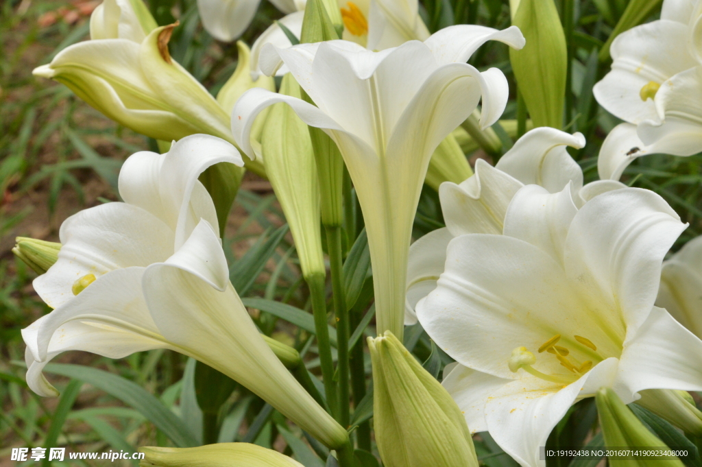 百合花