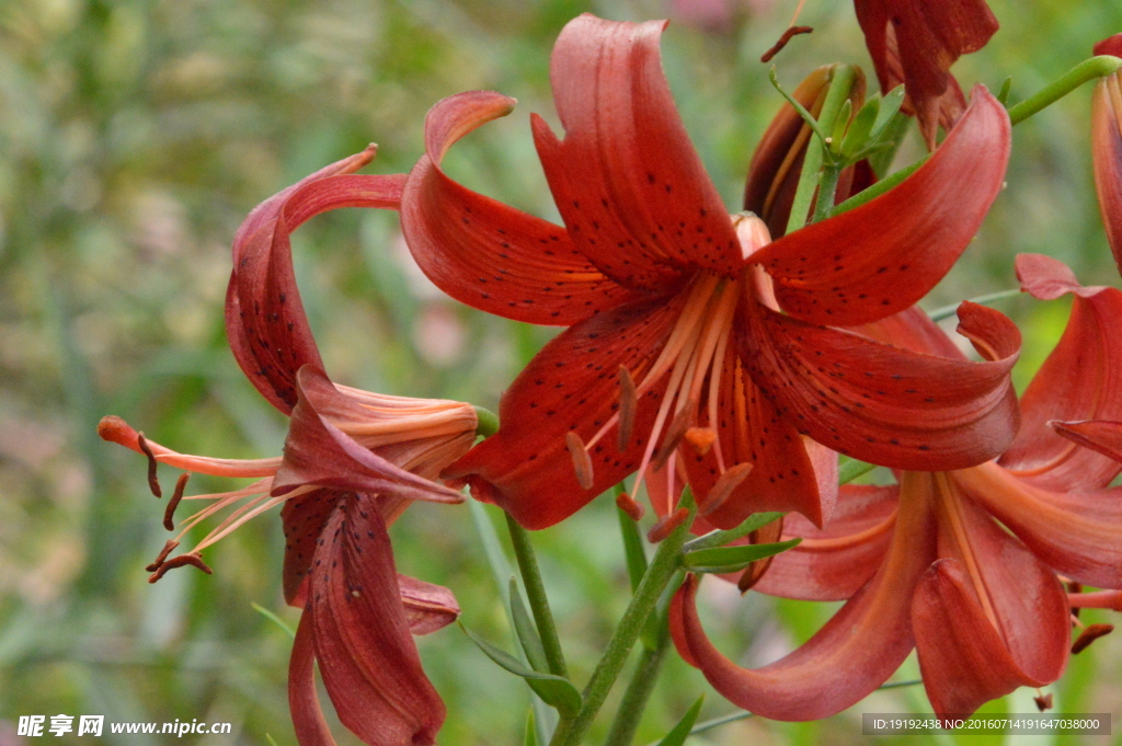 百合花