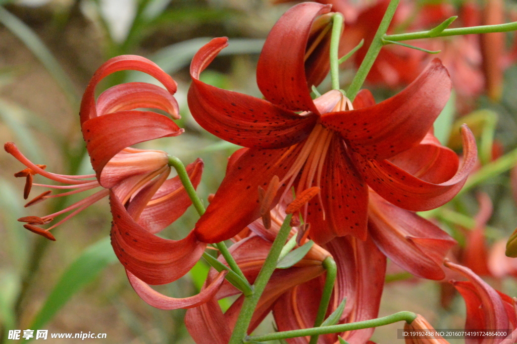 百合花