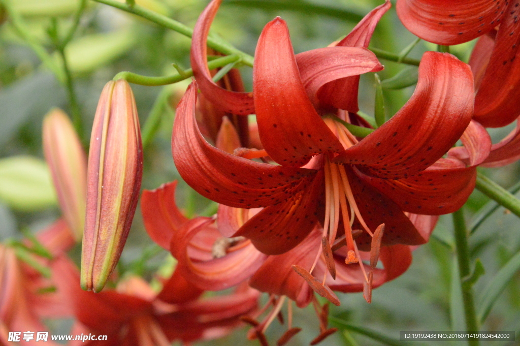 百合花