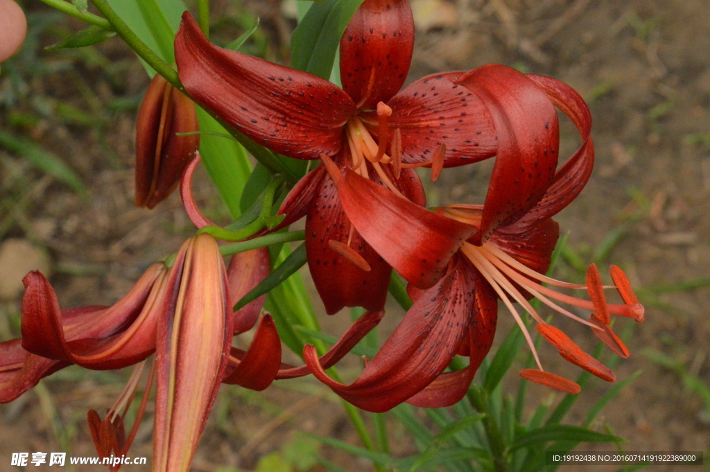 百合花