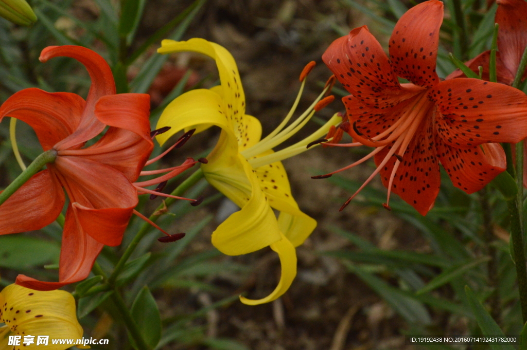 百合花