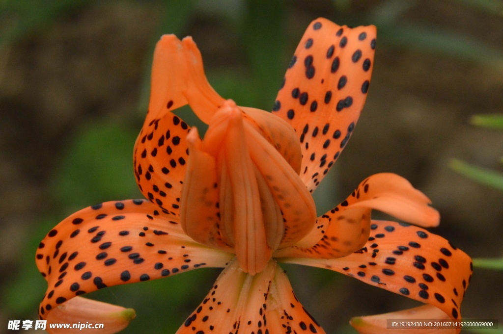 百合花