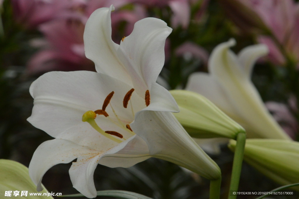 百合花