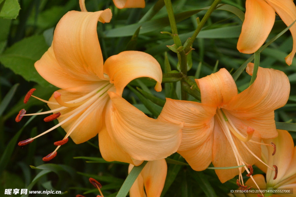 百合花