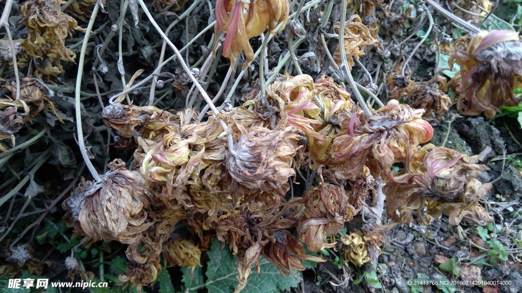 干菊花