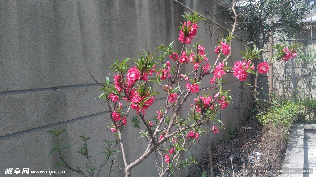 桃花