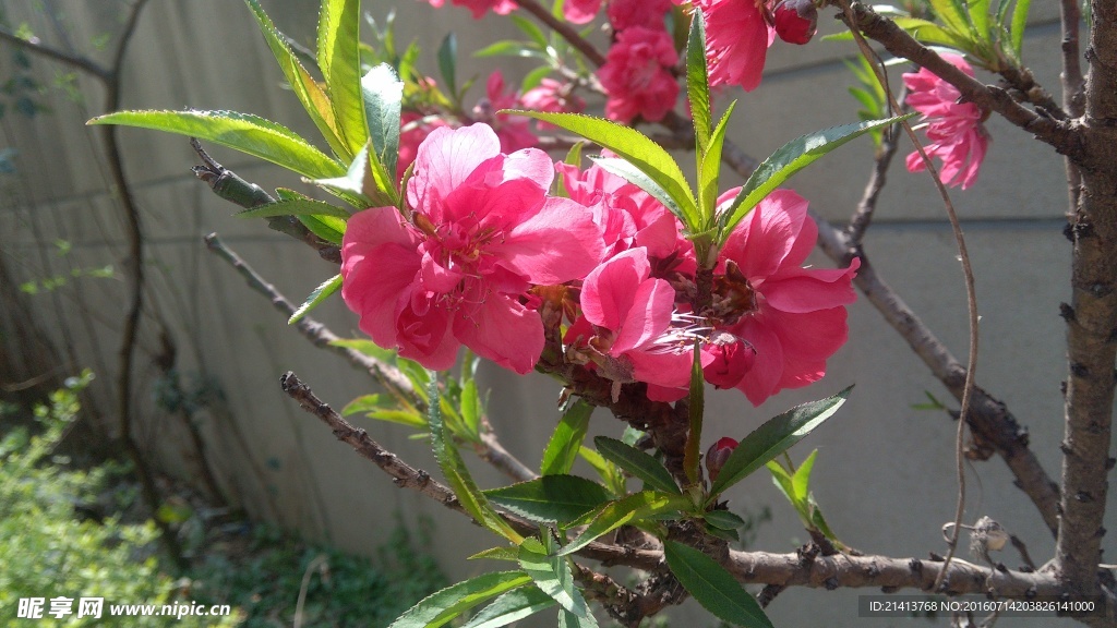 桃花