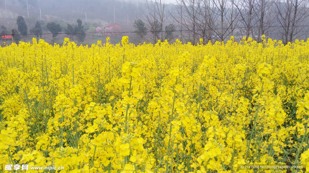 油菜花