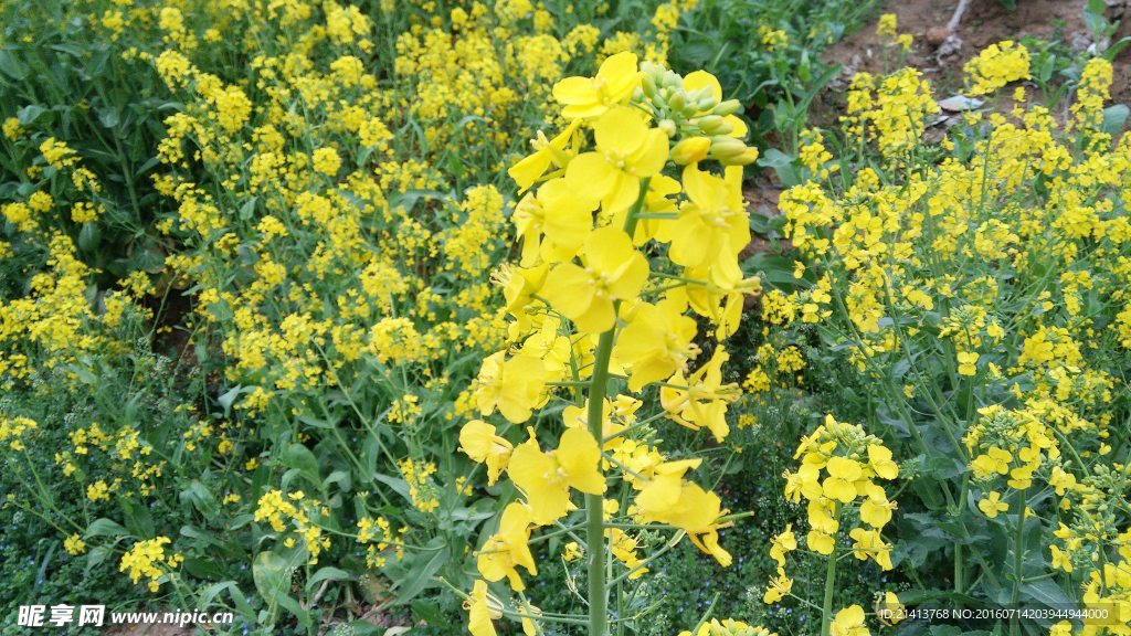 油菜花