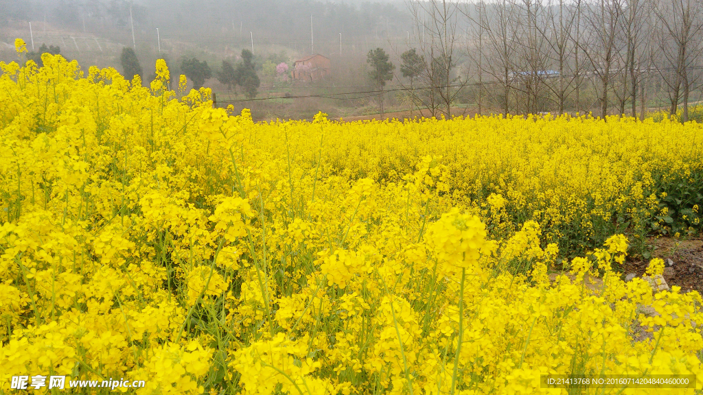 油菜花