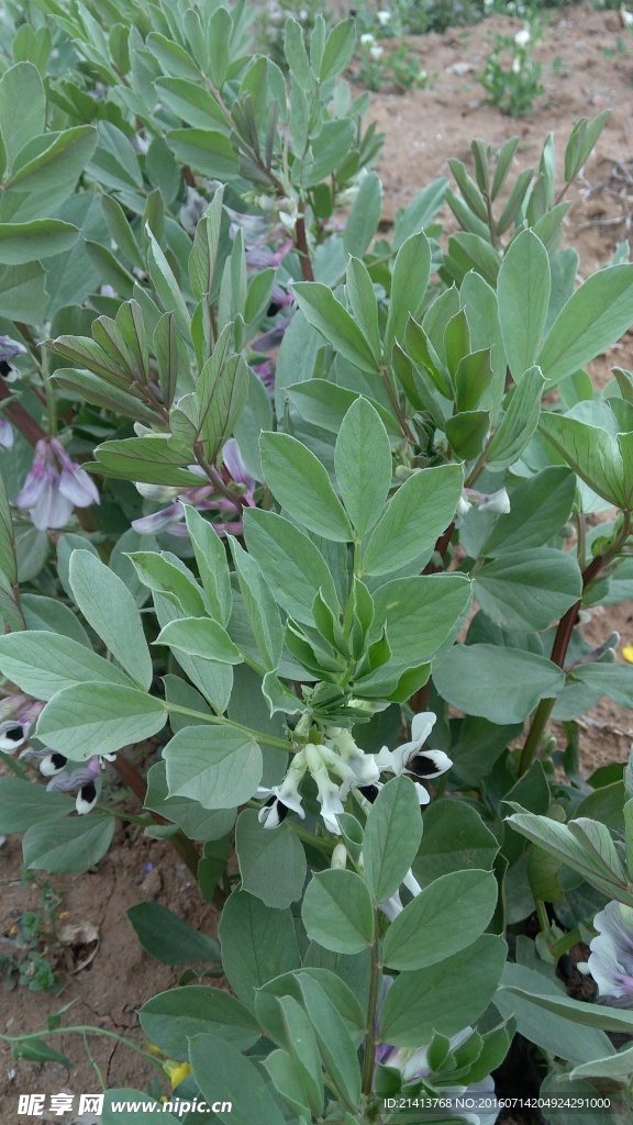 花生秧