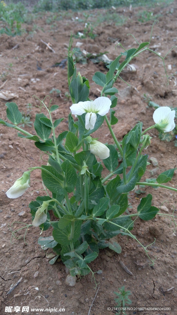 花生秧