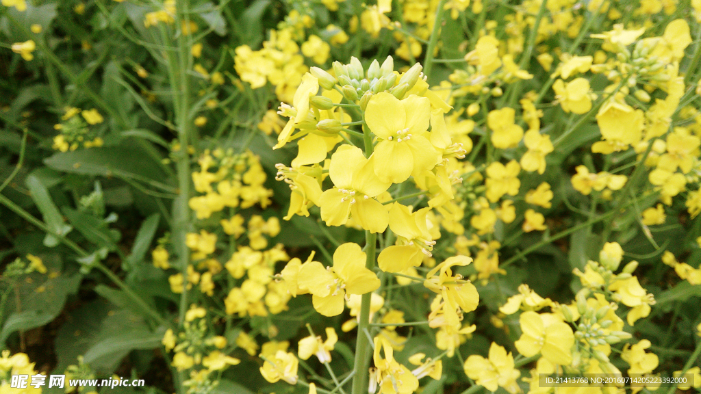 油菜花