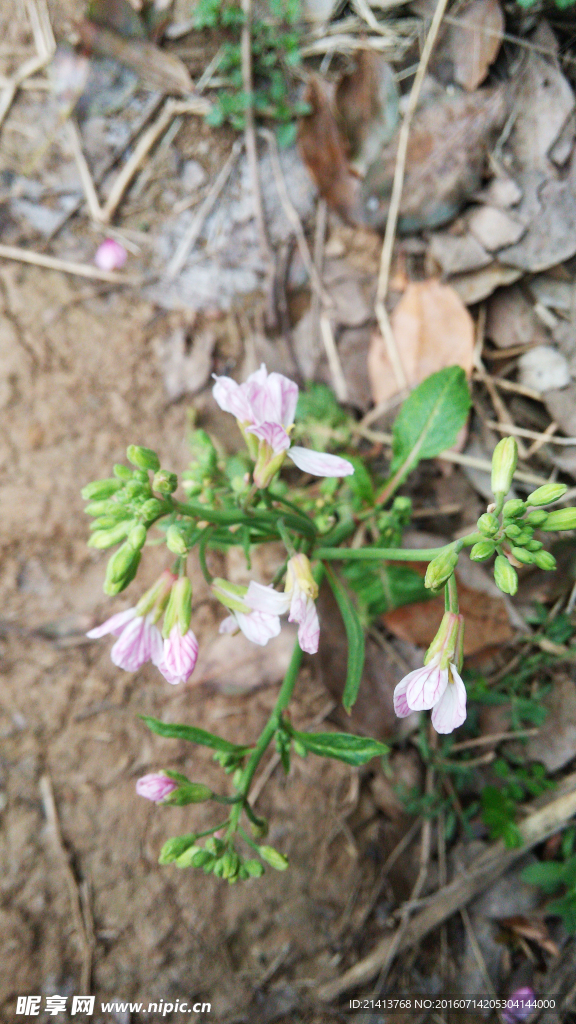 油菜花