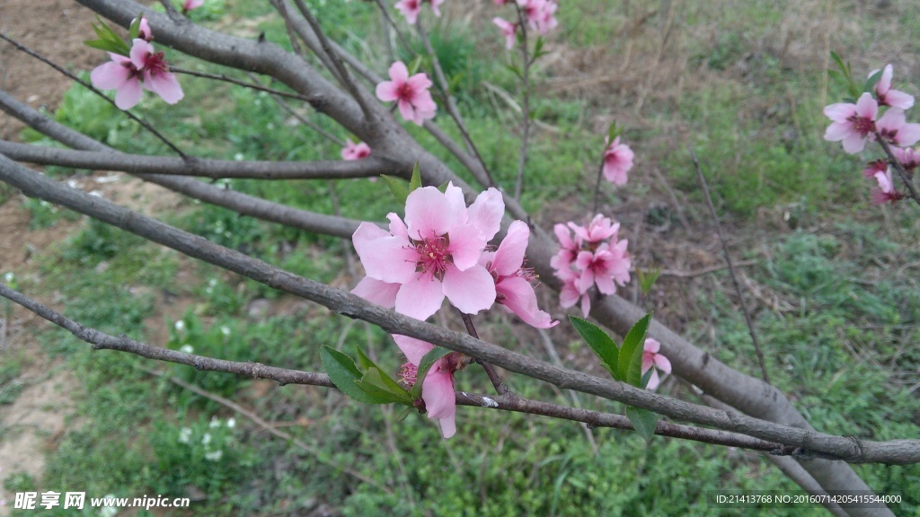 桃花