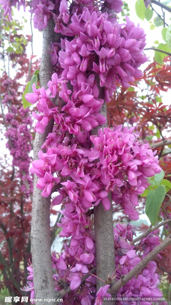紫荆花