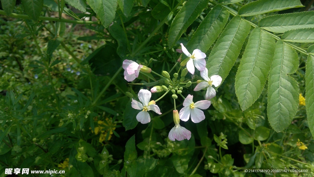 油菜花