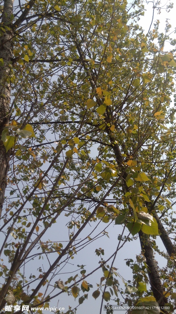 树林