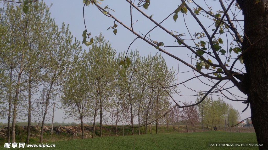 树林