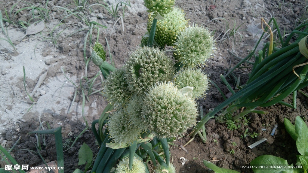 葱花