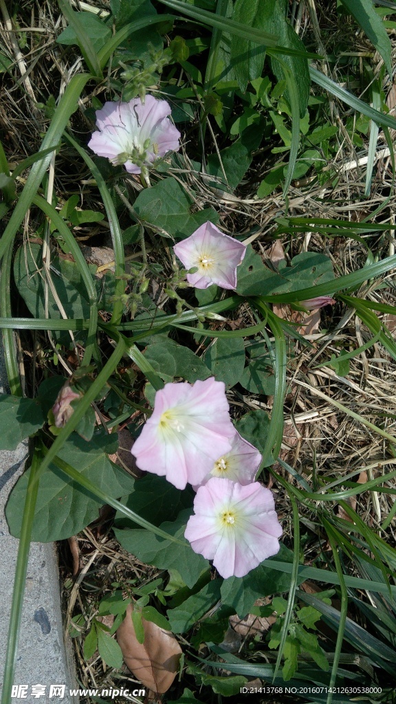 牵牛花