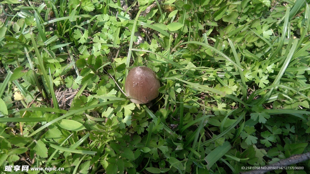 蘑菇