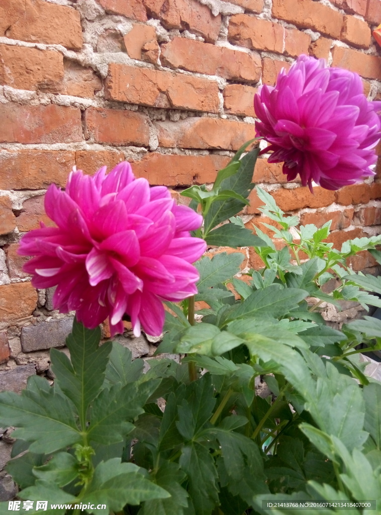 土豆花