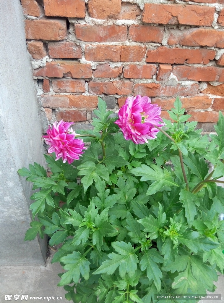 土豆花