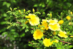 黄花