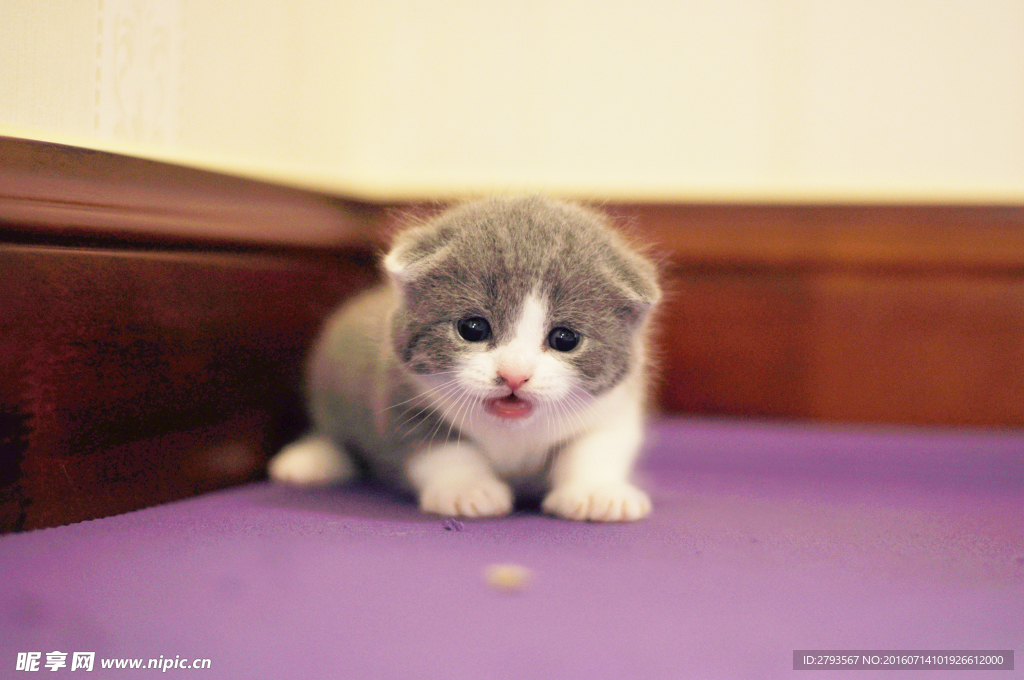 猫咪