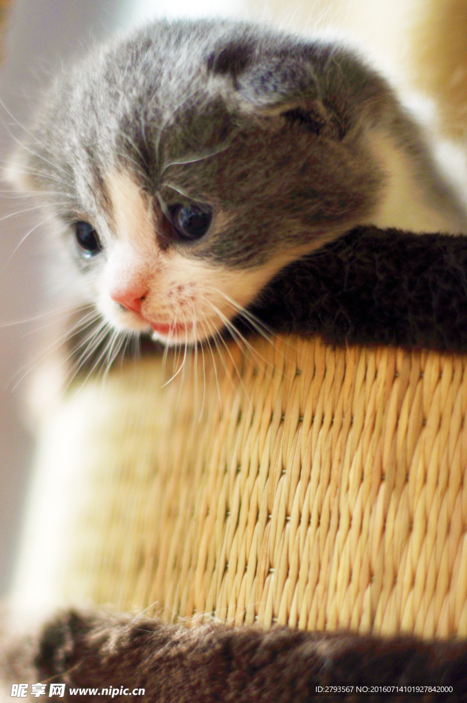 猫咪