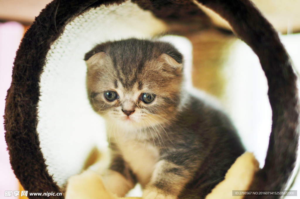 猫