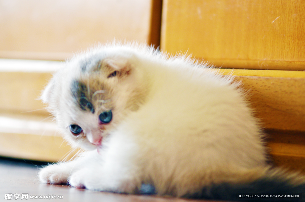 猫