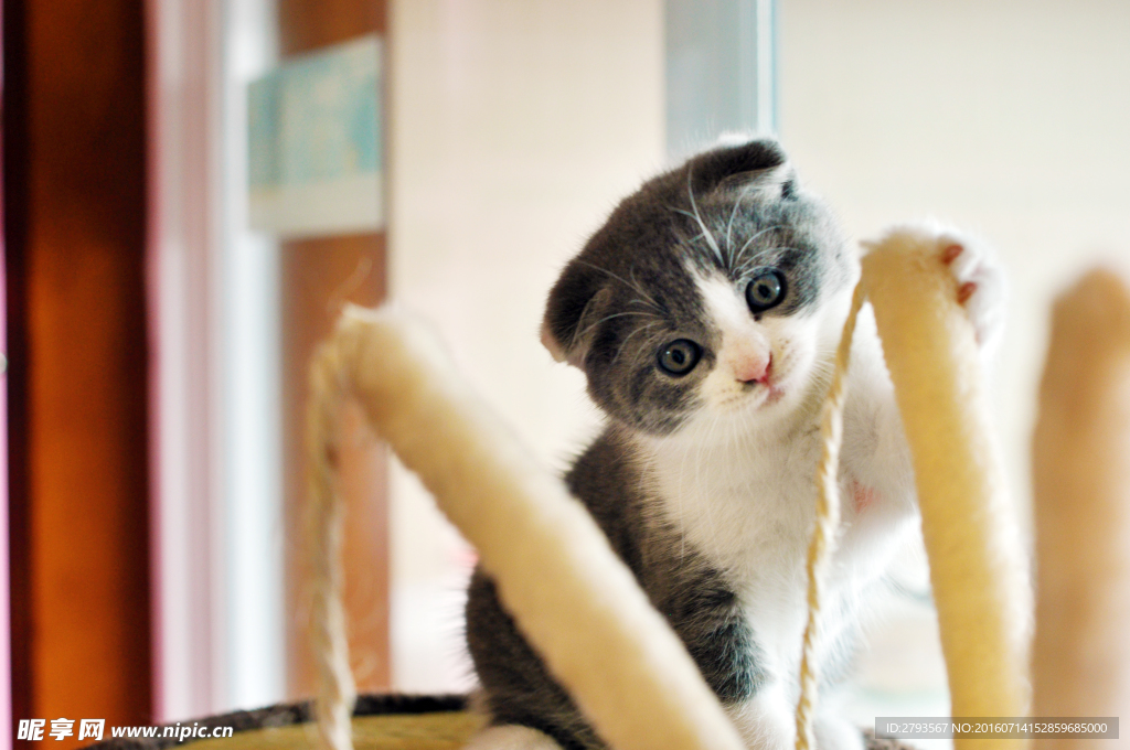 猫