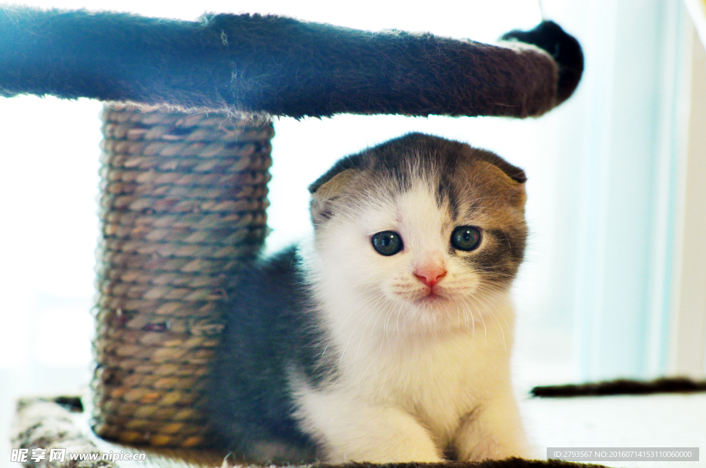 猫咪