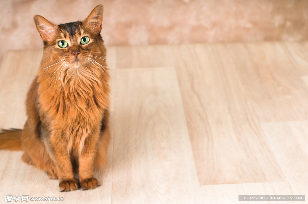 猫咪