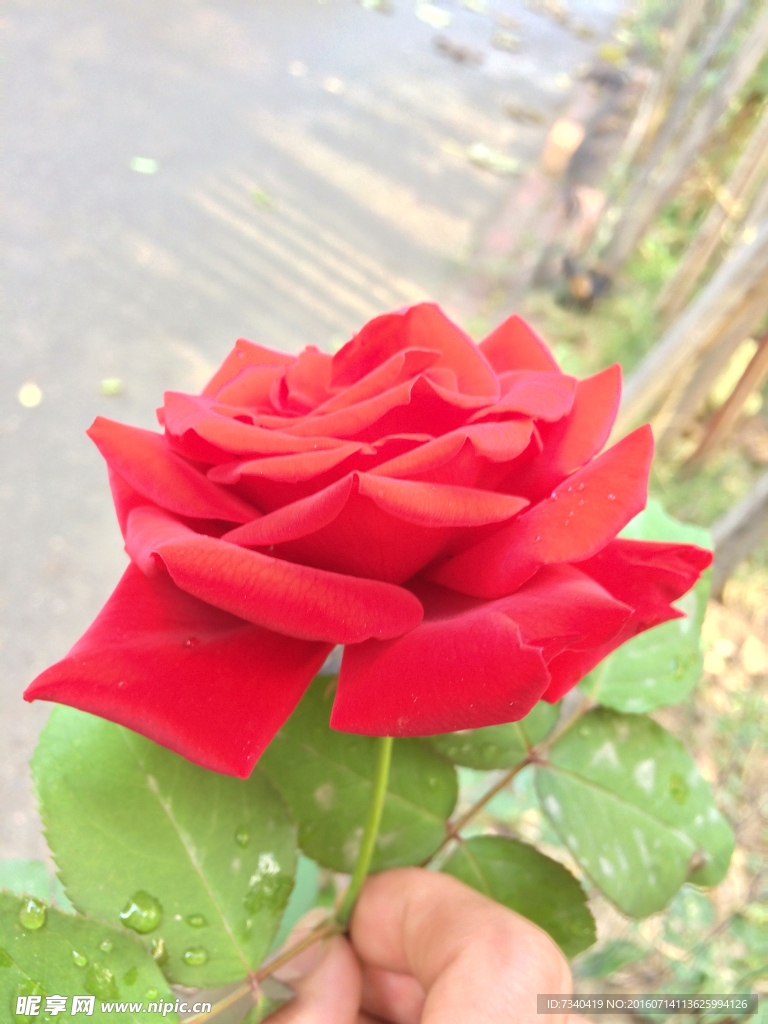 火红玫瑰