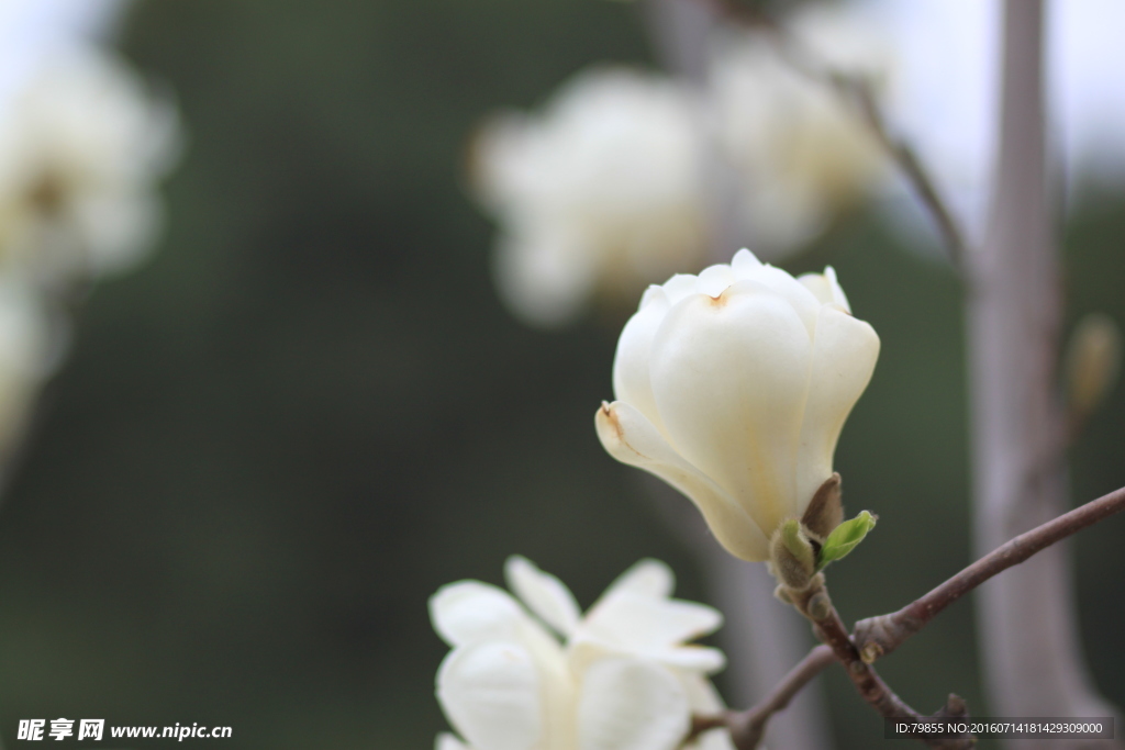 玉兰花