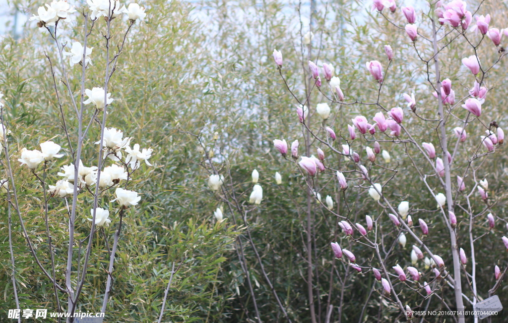 玉兰花